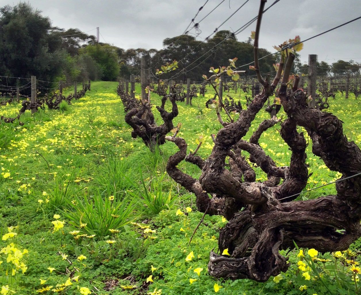 Wendouree Wendouree